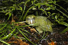 Kakapo in forest