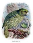 Kakapo Art